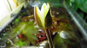 Lotus in the aquarium - Nymphaea lotus Red - лотос в аквариуме