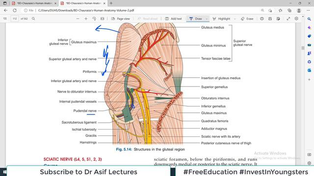 Chp28 | Pudendal Canal | Internal Pudendal Artery | BDC Vol2 | Dr Asif Lectures смотреть онлайн