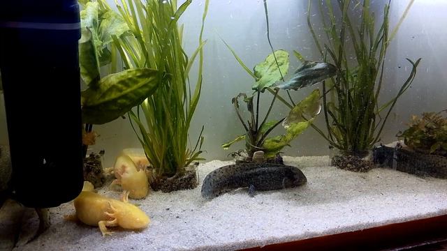 Бактериальная инфекция