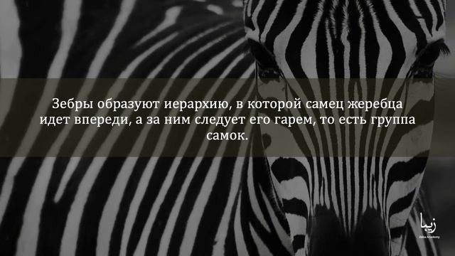 Всё о Зебрах | Science by Zeba Academy смотреть онлайн