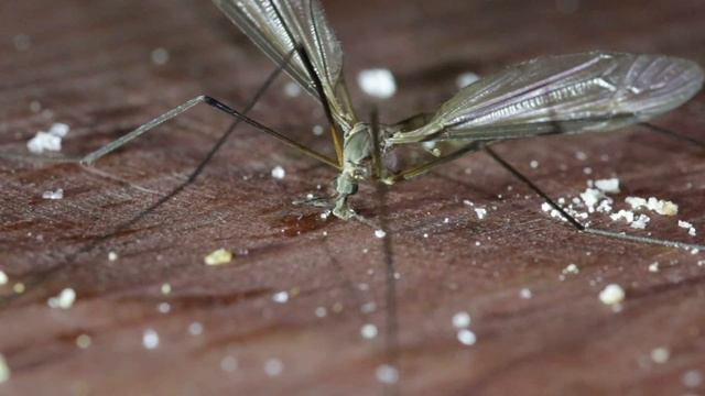 Tipulidae sp. trying to eat some sugar - Комар-долгоножка пытается съесть кусочек сахара смотреть онлайн