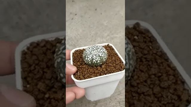 Astrophytum asterias cv Super kabuto V type A смотреть онлайн