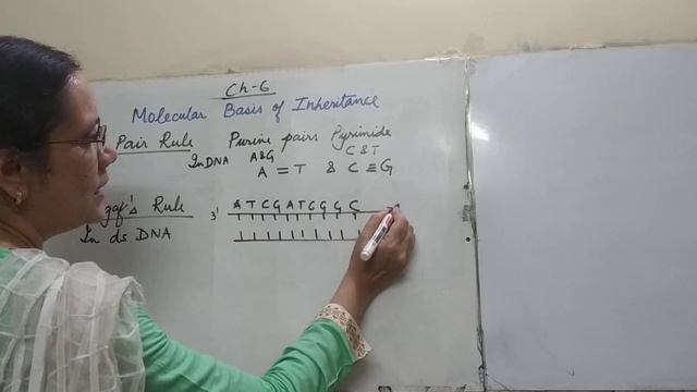 BASE PAIR RULE AND CHARGAFF