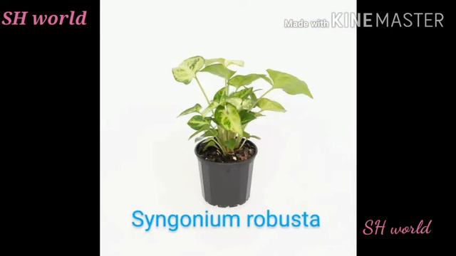 Syngonium смотреть онлайн