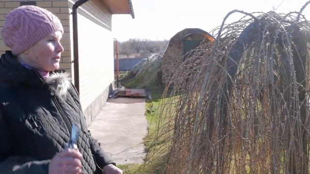 Лиственница Пендула на штамбе. Омолаживающая весенняя обрезка лиственницы. смотреть онлайн