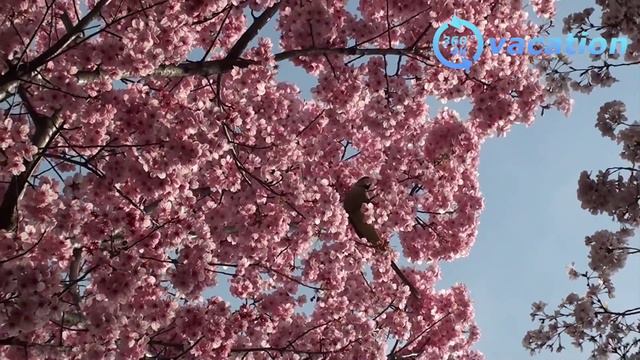 Angry Bird in Japan on Cherry Blossom Tree Sakura 桜の花 アングリーバード смотреть онлайн