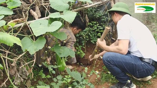 CHỦ TỊCH THÂN CHINH RA VƯỜN ĐÀO CÂY VỀ NHÀ GẶP RẮN VÀ CÁI KẾT (Phần 3) | Chủ tịch làm vườn смотреть онлайн