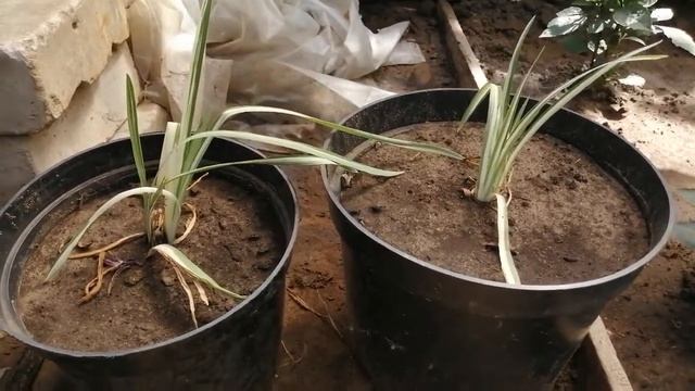 Ирис пестролистный ( вариегатный) смотреть онлайн