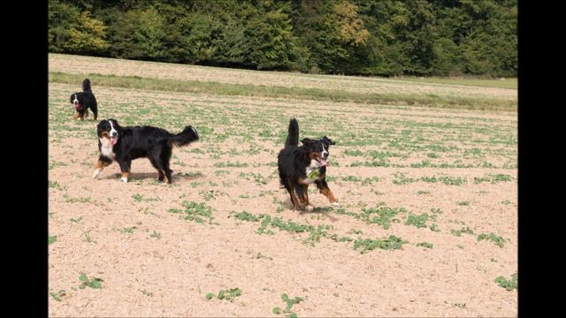 Berner vom Klatschmohn Treffen 22 9 2019 смотреть онлайн