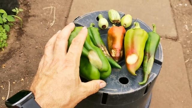 Всё о Причинах ВЕРШИННОЙ ГНИЛИ на Томатах и Перце! смотреть онлайн