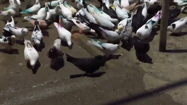 #Pigeons.Куй железо пока горячо. смотреть онлайн