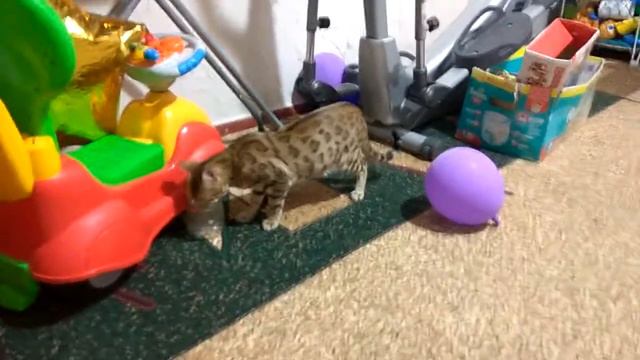 Бенгал. Бенгальский кот. Bengal cats. смотреть онлайн