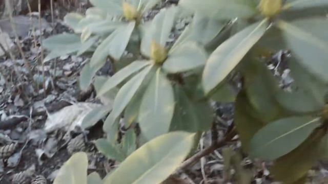 primula vulgaris pierwiosnek bezłodygowy смотреть онлайн