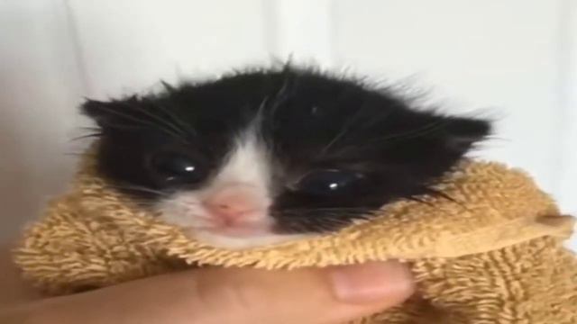 маленький кот мяукает под крутые звуки💀💀💀 смотреть онлайн