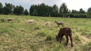 РУССКАЯ БУРЁНКА. КРАСНОГОРБАТОВСКАЯ порода коров. Самое ВКУСНОЕ молоко и как мы телят в поля гоняем