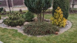 Самый красивый кустарник для рокария - кизильник очереднолистный(прижатый) и кизильник иволистный.