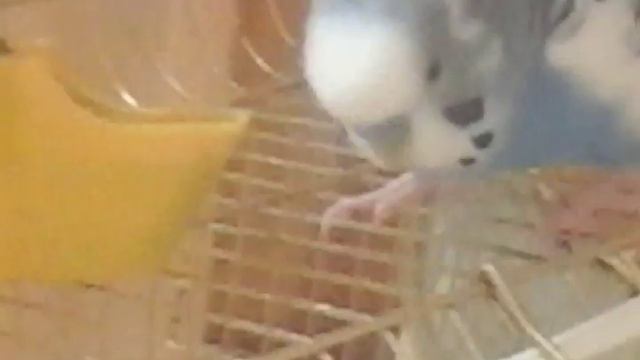 Наш попугай Кеша пьет воду смотреть онлайн