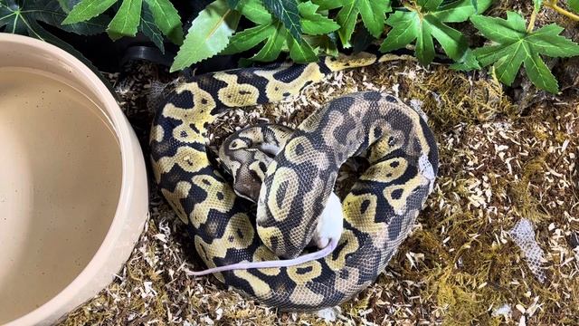 SUSHI | Royal Python | #feeding II (23.10.23) смотреть онлайн