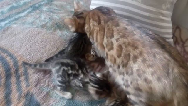 Бенгальские девочки Самара 2019