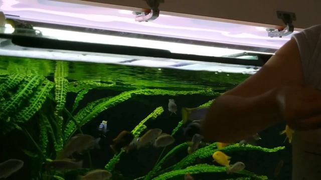 Кормление малавийских цихлид(Мбуна) смотреть онлайн