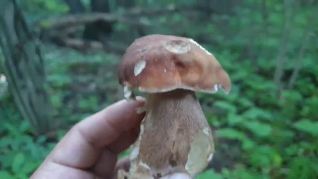 ГРИБ БАРАН МЕНЯ ДОЖДАЛСЯ ! Белые грибы и дубовики в глухом лесу ! Грибы 2020 ! смотреть онлайн