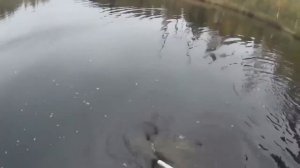 Щука перевернула лодку  Часть 2  Спасение лодки