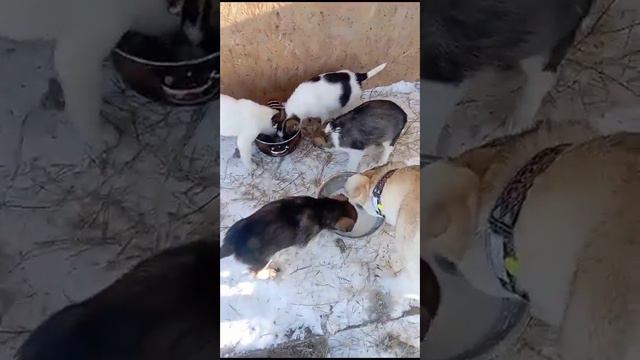 55.Новости о Сильвие и её спасеных щенят.Как они поживают на передержке#щенокивдобрыеруки