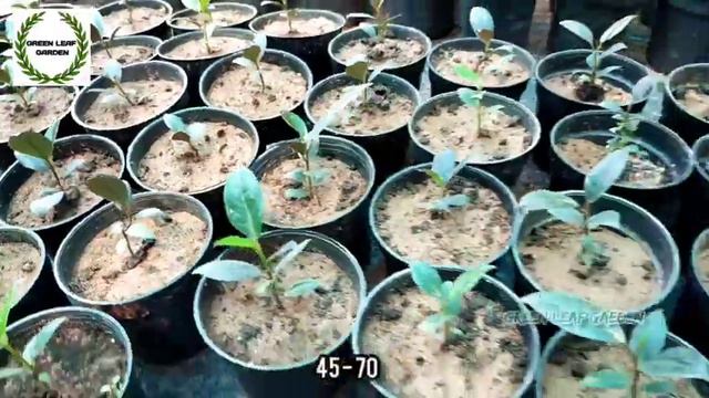 #greenleaf #plantsale Green Leaf 3rd anniversary celebration offers😍🥳MEGA SALE Cheap rate😍FULL VIDE смотреть онлайн