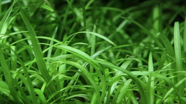 Sagittaria subulata (awl-leaf arrowhead) - Šípatka šídlatá - Akvarijní rostliny | SURPAN.cz смотреть онлайн
