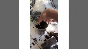 Как пересаживать перец.🌶🌶🌶🌶🌶