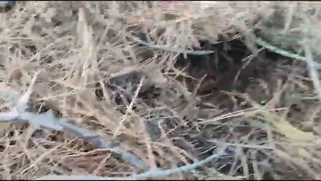 За грибами в Лес Херсонская область смотреть онлайн