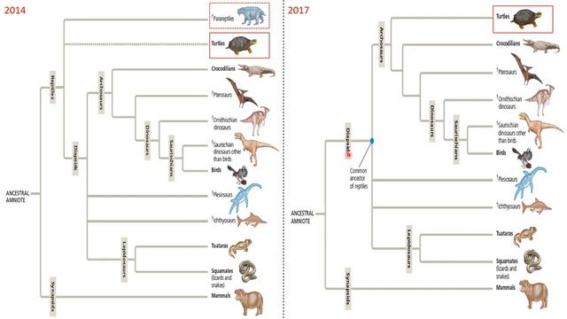 Tree of life - part 12 - Tetrapods, reptiles, lepidosauria смотреть онлайн