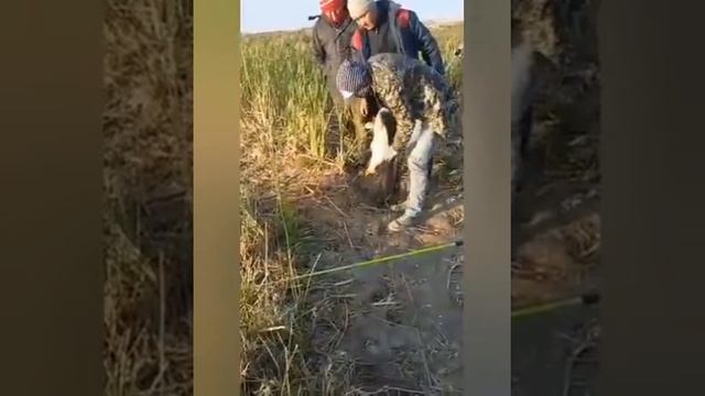 Каракалпакстан улкен балык шыкты | Охота рыбалка | fish fisher смотреть онлайн