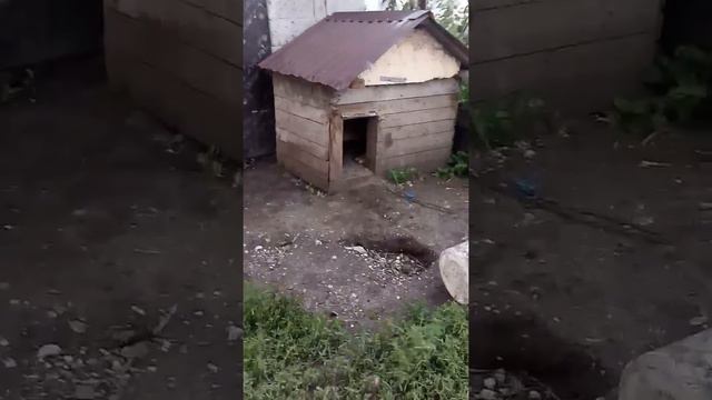 СОБАКА-БОРЗИК БОИТСЯ ГРОМА смотреть онлайн