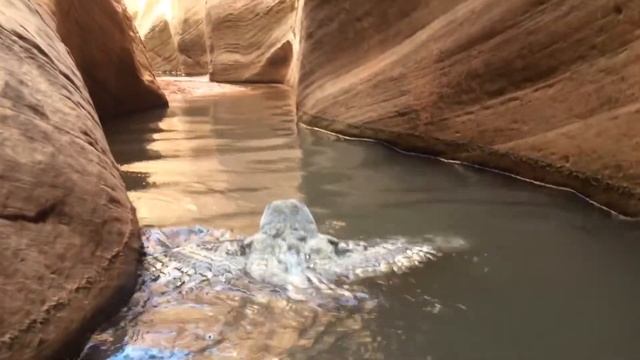 Совы тоже умеют плавать (Подборка №1) смотреть онлайн