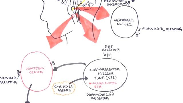 Physiology of Vomiting - Vomiting reflex (NEW).mp4 смотреть онлайн