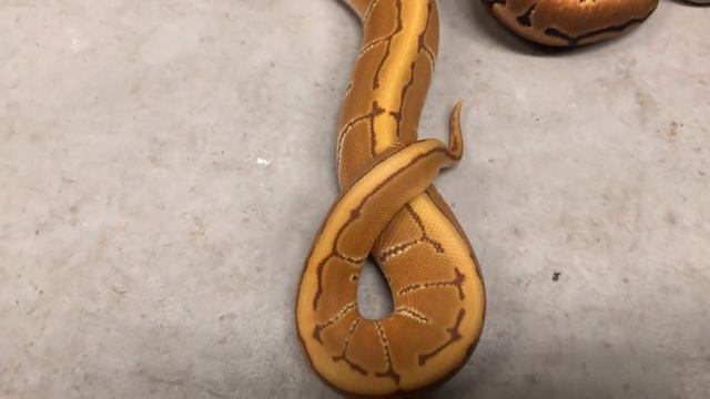 Secrets off the Pinstripe Gene! September 10, 2019 смотреть онлайн