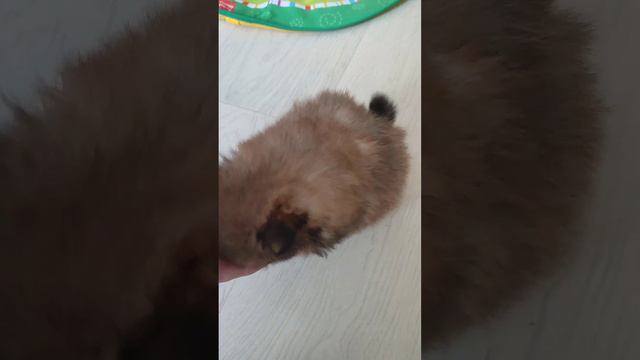 Детки,щеночки🤗Продажа, Йоркширский терьер, ПОМЕРАНСКИЙ ШПИЦ.Доставка +79788972514 Вайбер Ватсапп смотреть онлайн