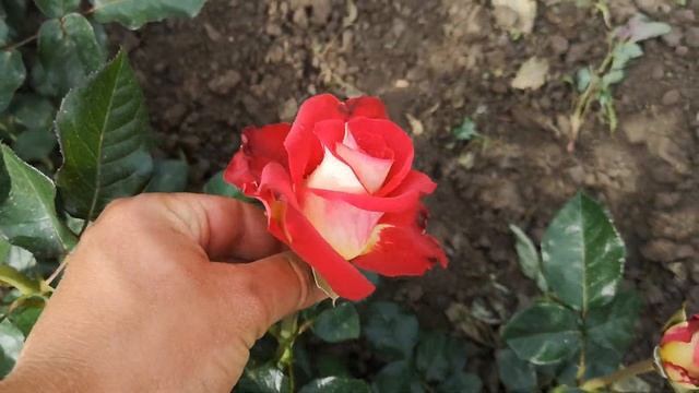 Троянда Френдшіп (Friendship)