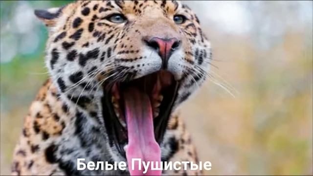 ЯГУАР??/Кошки/Животные/Интересные факты смотреть онлайн