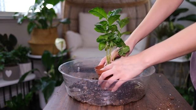 Coffee Plant Care And Growing Guide - Plant Mom Care смотреть онлайн
