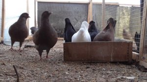 Голуби породы кинг в вольере.Кинги - мясная порода голубей. Есть голубей или нет ?!!??!!?