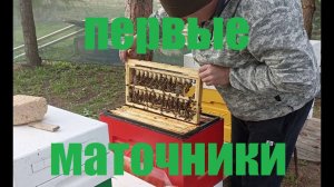 Первые маточники 2024