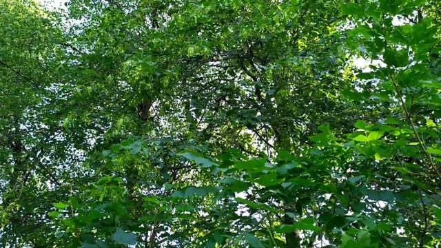 Зацветает липа, но пчëл на ней нет, Жара до +37°С. 21/06/2021. смотреть онлайн