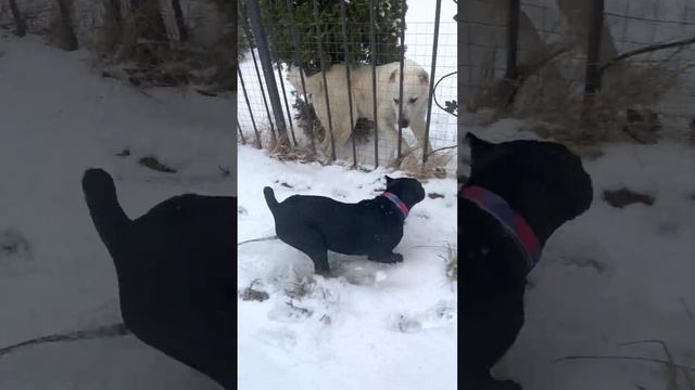 Кане-Корсо и Алабай. Дружба через забор😭#канекорсо #canecorso #cane #canecorsoitaliano #троя #сао смотреть онлайн