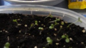 Рассада вытянулась! Что делать? Как спасти сеянцы?