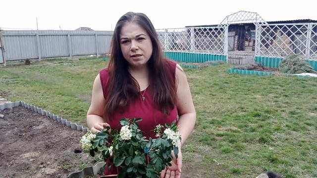 04/23 | Расцвела красавица Мурайя метельчатая/ Цитрусовый Рай МариАны смотреть онлайн