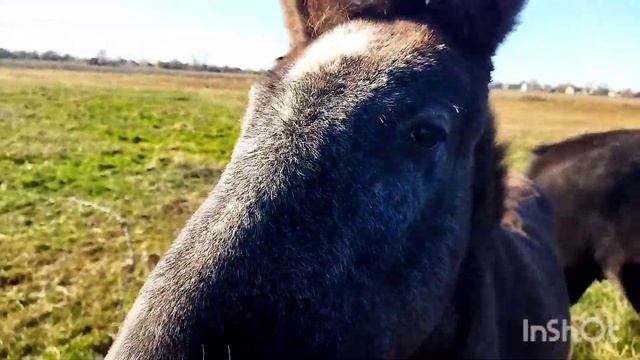 ЛОШАДИ/НАША НОВАЯ КОБЫЛА АЗА УЖЕ ОСВОИЛАСЬ И ПРИВЫКЛА, А СИВКА ПОДРОСЛА