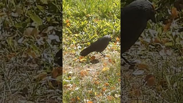 Голоса птиц.Галка смотреть онлайн