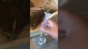 Как выкармливать новорожденных щенков мелких пород